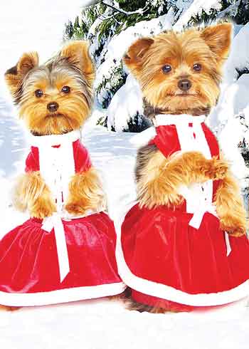christmas carol dogs